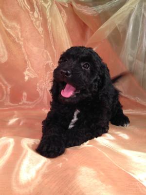 Black and White Female Mini Goldendoodle Puppy for Sale #6 DOB 2-24-15 Easy Location to Find From IL, MN, or WI.